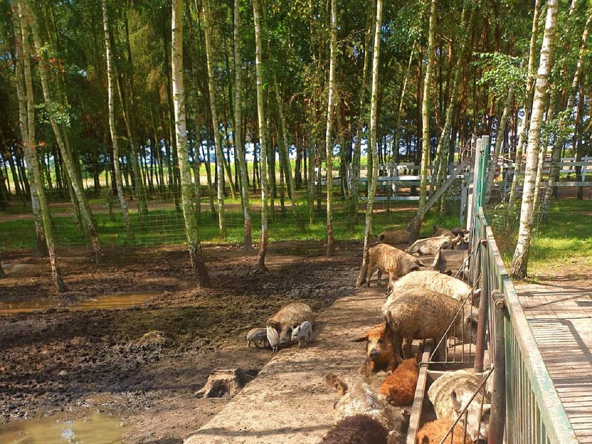 Вилла Osrodek Agroturystyczny Zacisze Giewartow Экстерьер фото